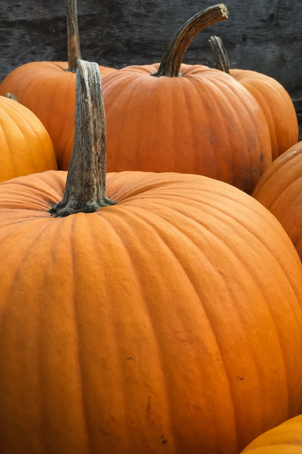 pumpkin cheesecake