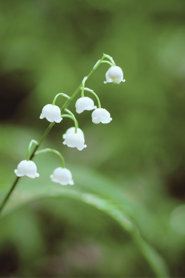 what is in season in may