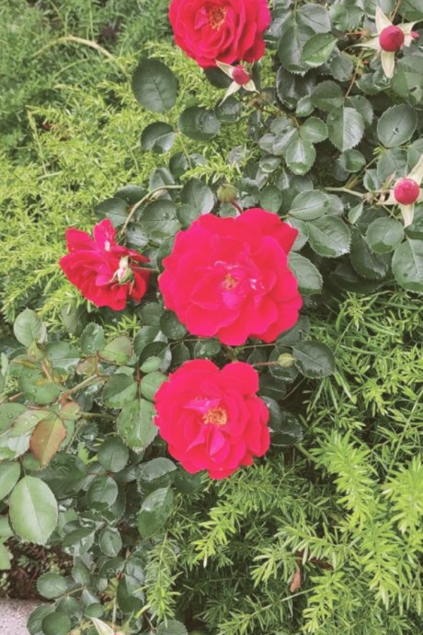 whats in season in june